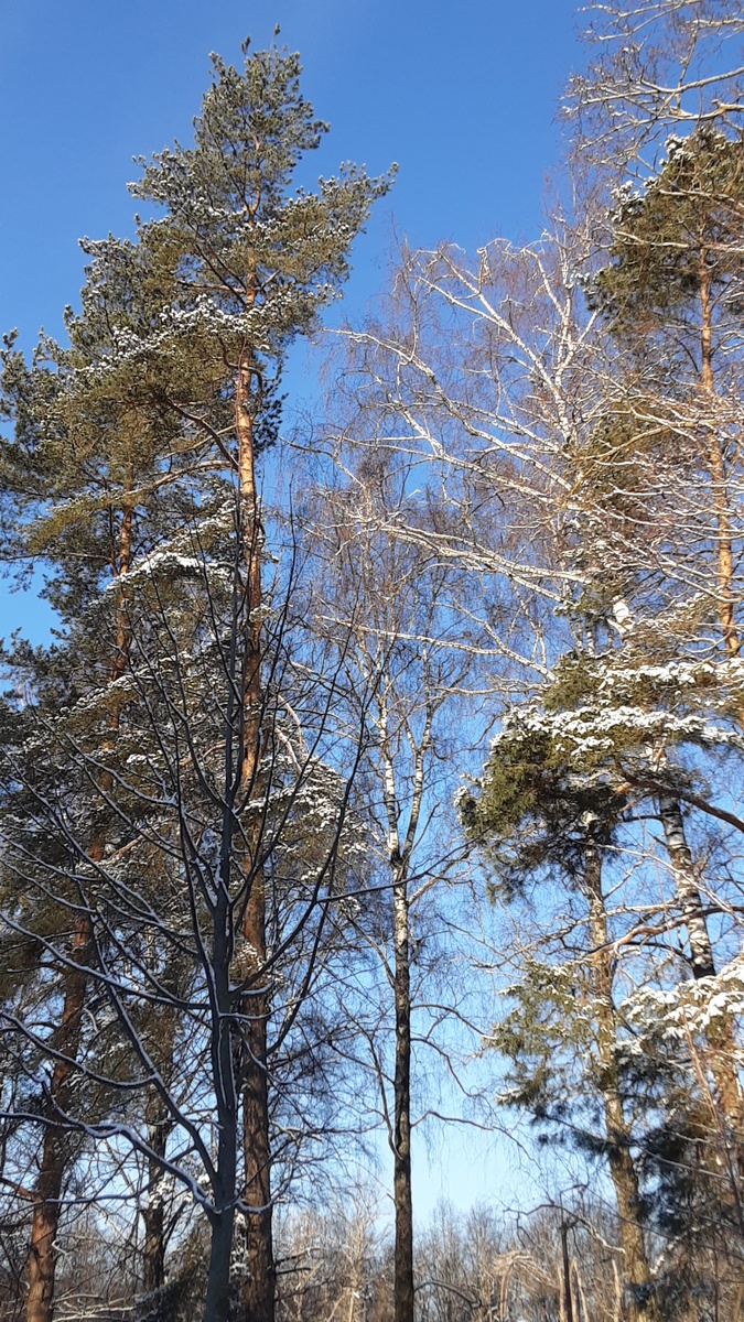 Сегодняшнее яркое, солнечное, морозное...