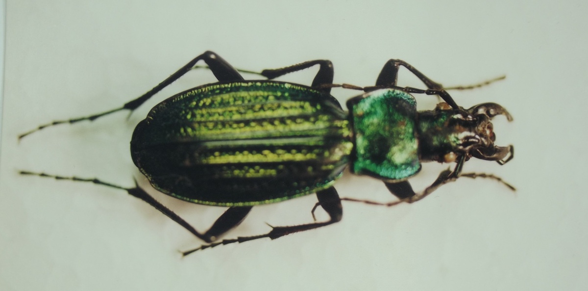 Архиплектес Старкианус Тезей, фото 2001 года