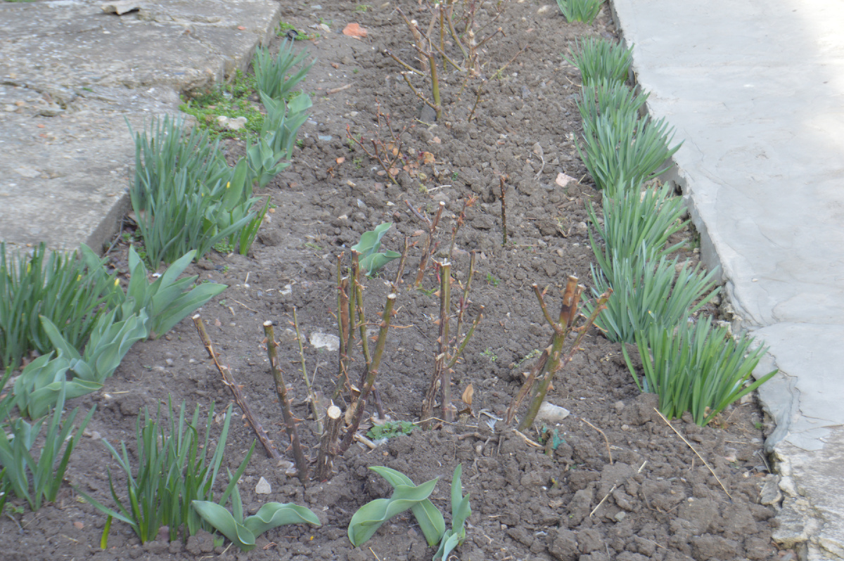 Фото автора. 15.03. 2025. Станица. Скоро зацветут Нарциссы.