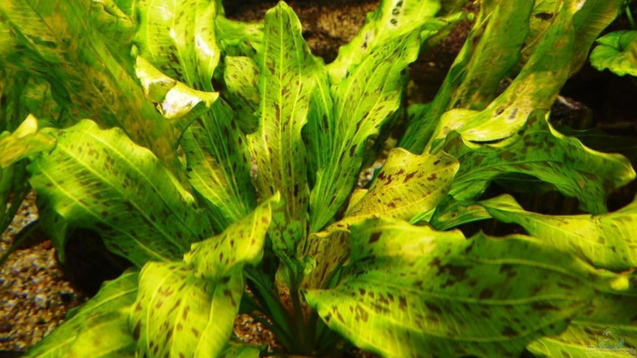 Эхинодорус