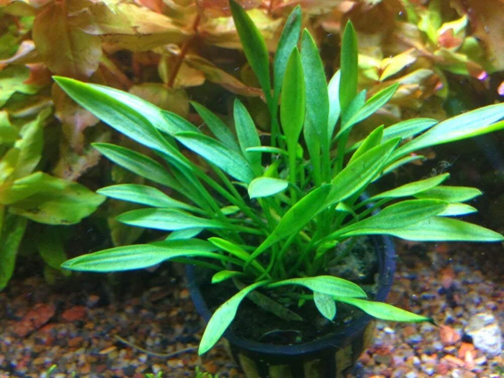 Криптокорина