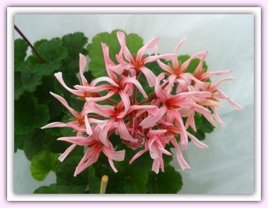 Типичная кактусовидная пеларгония "Шёлк Муар.