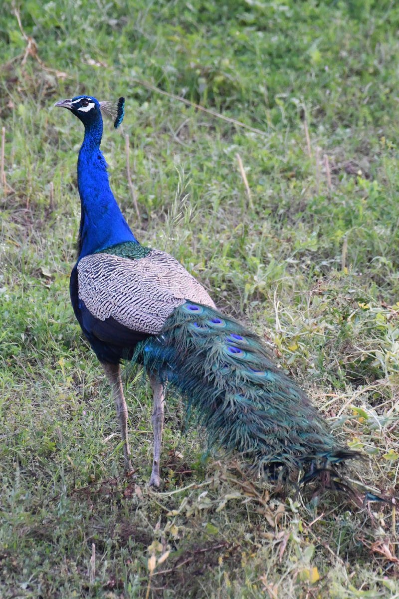 Индийский павлин 