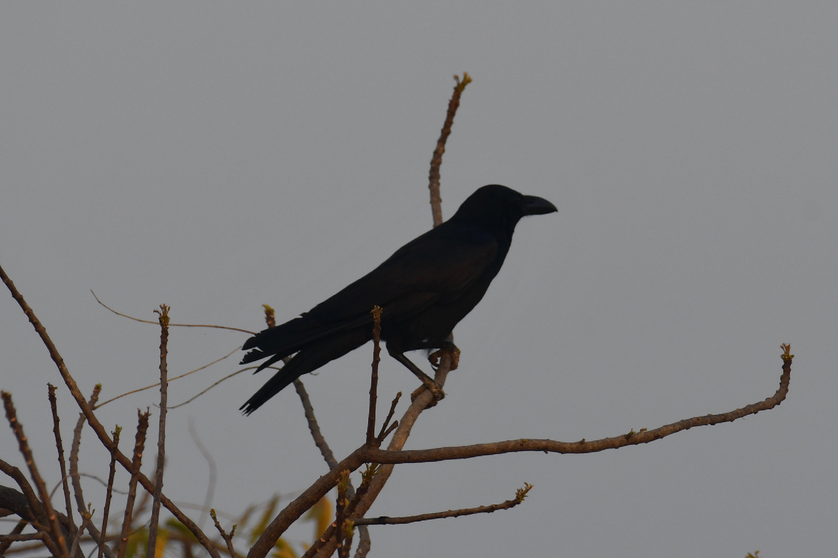 Большеклювая ворона