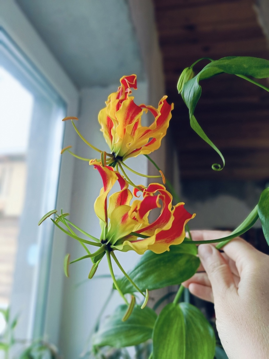 Глориоза. Цветения ждала несколько лет. Восхищает и удивляет. Всё в ней правильно и идеально. Она сама все знает, когда спать (с мая по февраль примерно), знает точный день, когда проснуться, даже если спрятана под ванной в темноте. 