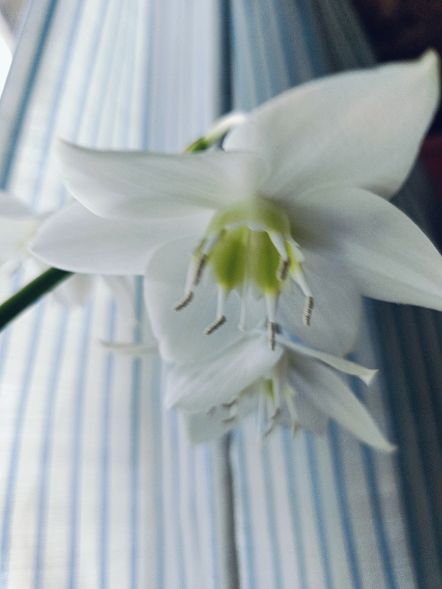 Господин Эухарис. В этом году цвел впервые. Ох я круги вокруг наматывала, чтобы увидеть это чудо. Он сам знает, что уникальный и удивительный. Особенный, с легким ароматом. 