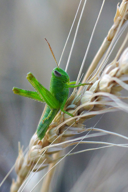 Эта нарядная кобылка снята утром по дороге к пещере. Такие фото в популярном некогда Макроклубе называли распространённым клише "Зелёненький он был"))