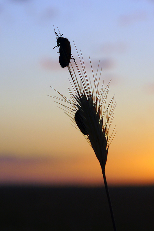 Нарывники. Вездесущие и очень многочисленные жуки. В фауне Казахстана их около 100 видов
