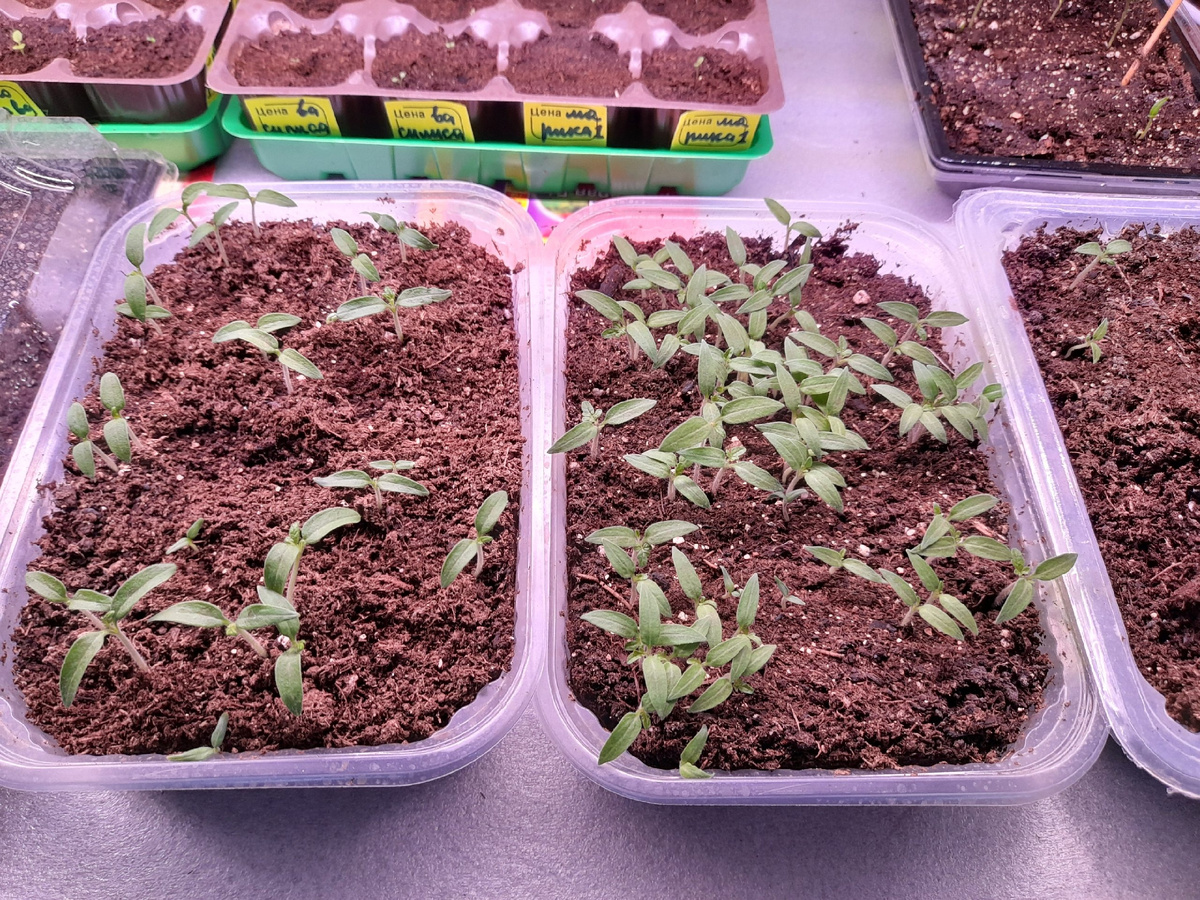 Дачная жизнь