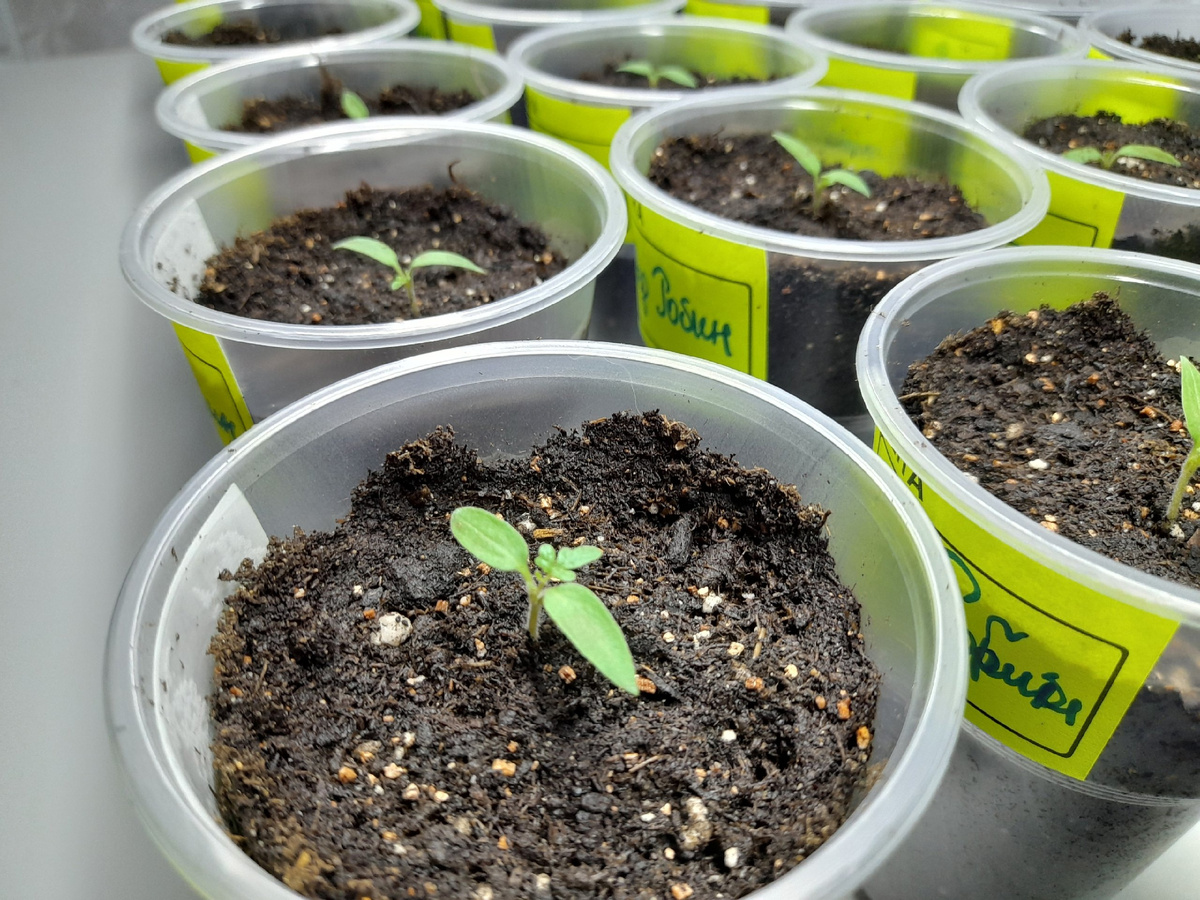 Дачная жизнь