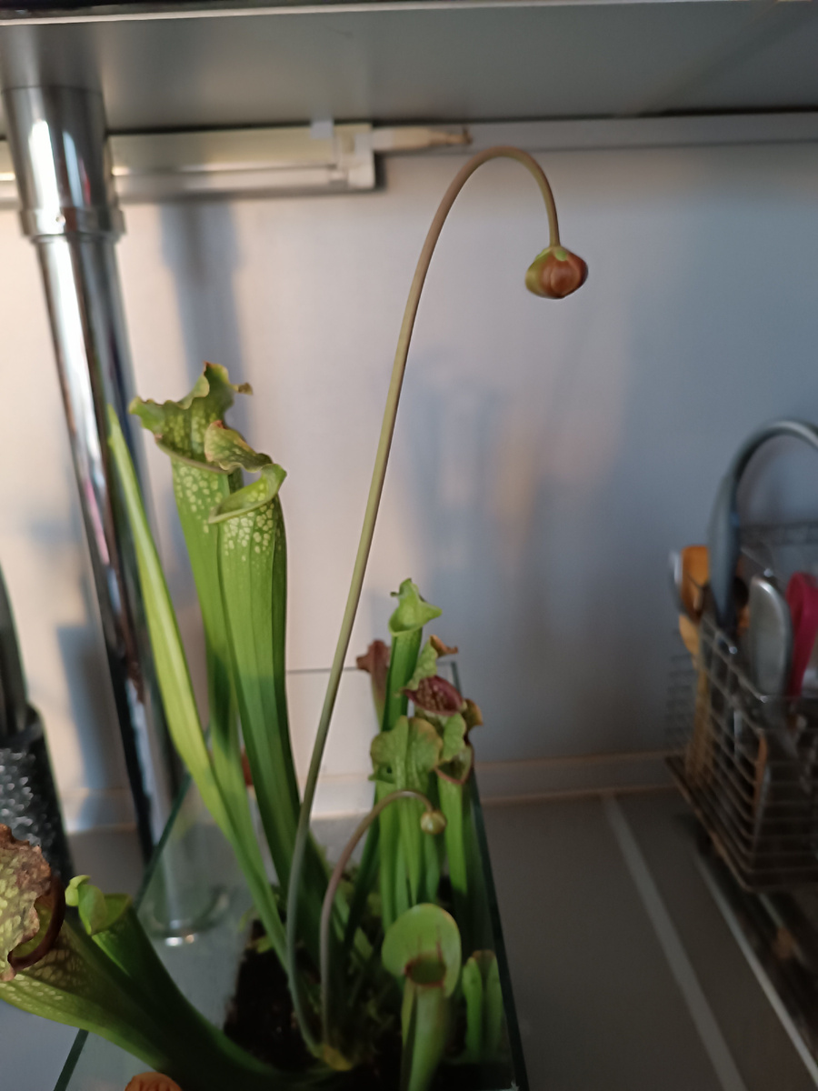 Вот такие палочки с бомбошками 