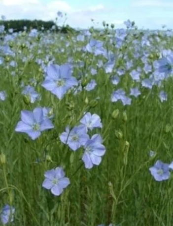 Фото из свободных источников 