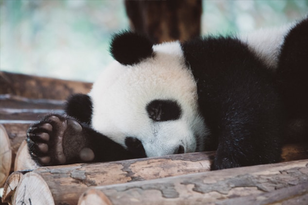 Photo by shiyang xu on Unsplash