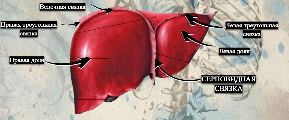 Строение диафрагмальной поверхности печени