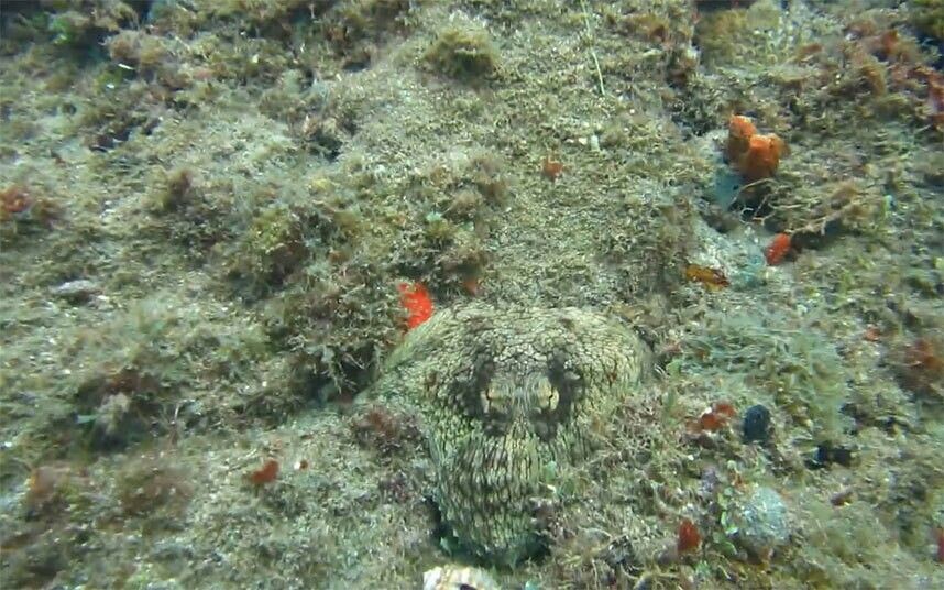 Мастер маскировки