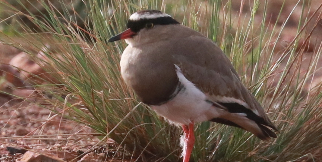 Венценосный чибис / Vanellus coronatus