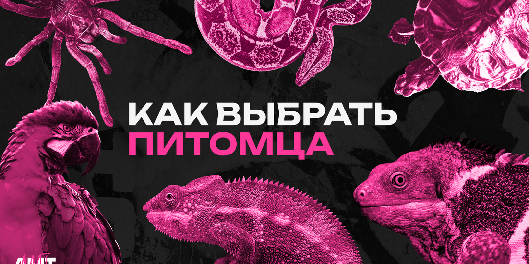 Как выбрать домашнего питомца?