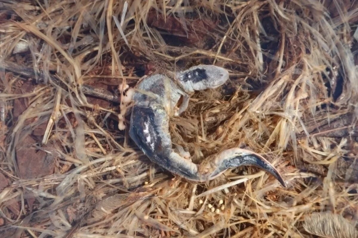    Краснокнижные тритоны заживо свариваются в Твери рядом с ТЭЦ-3