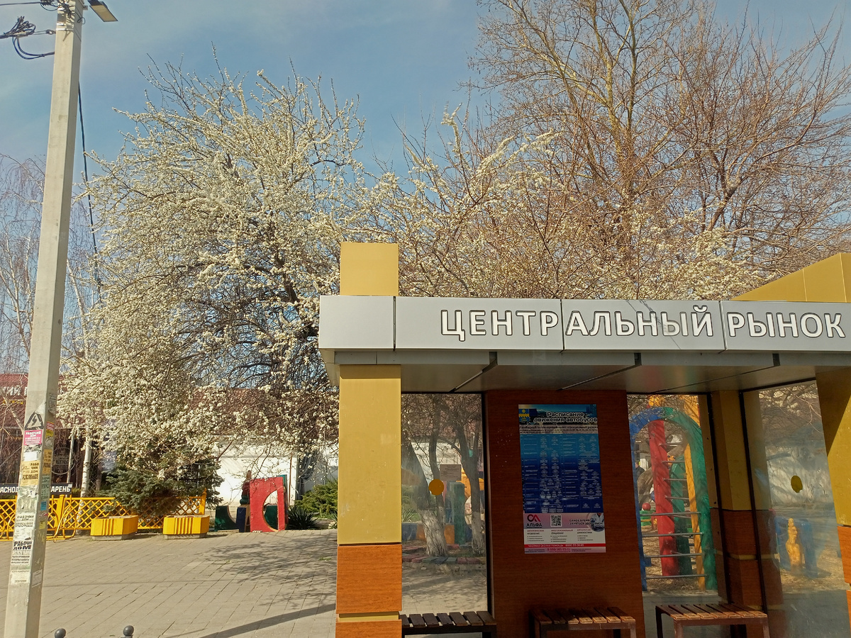 Моё любимое дерево в Анапе зацветает