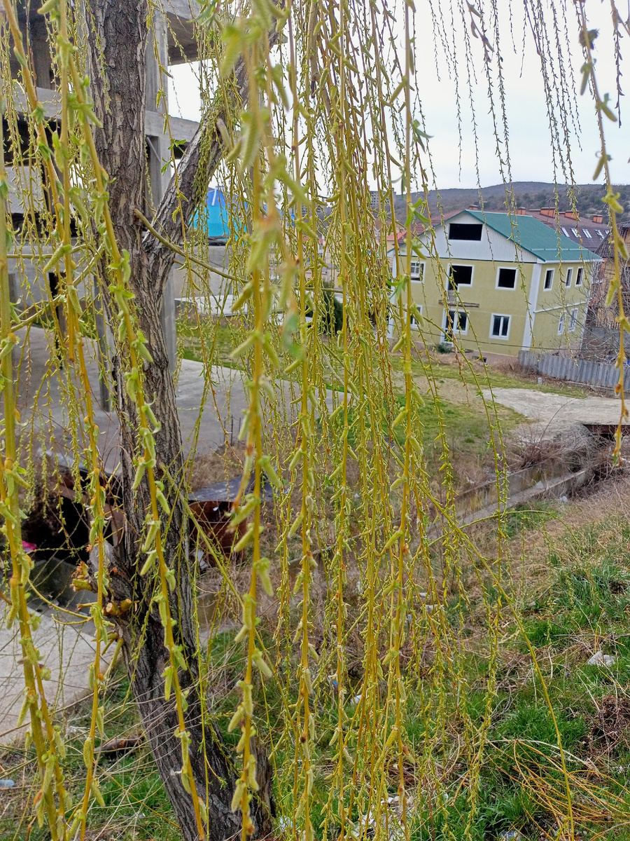 Ива листочки выпустила