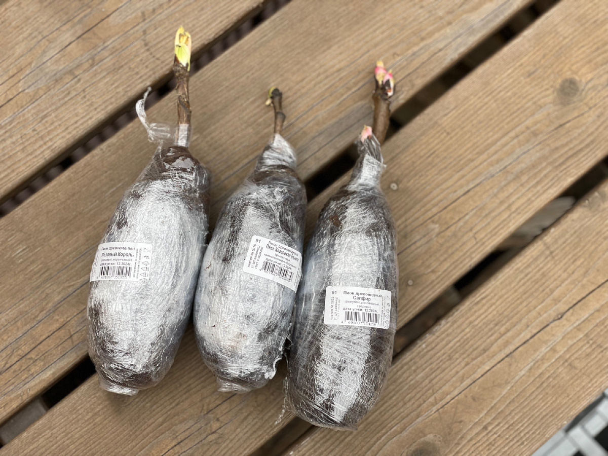 Автор фото Елена Якимова / Greenfingers