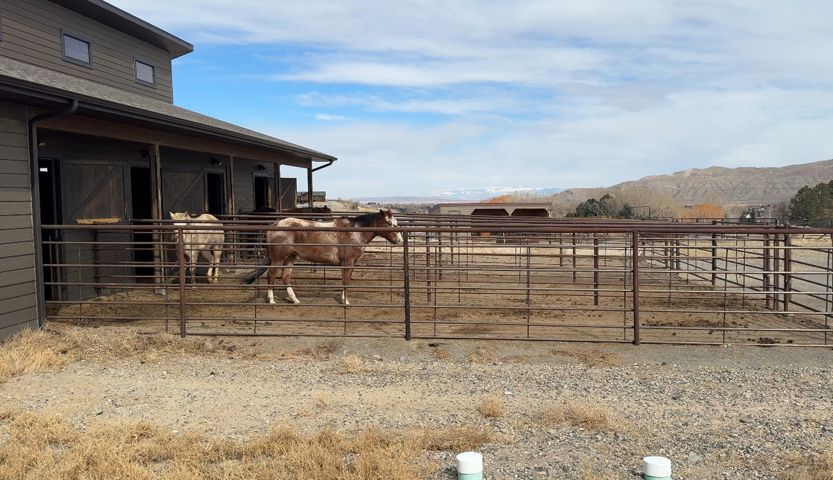 На ранчо друзей