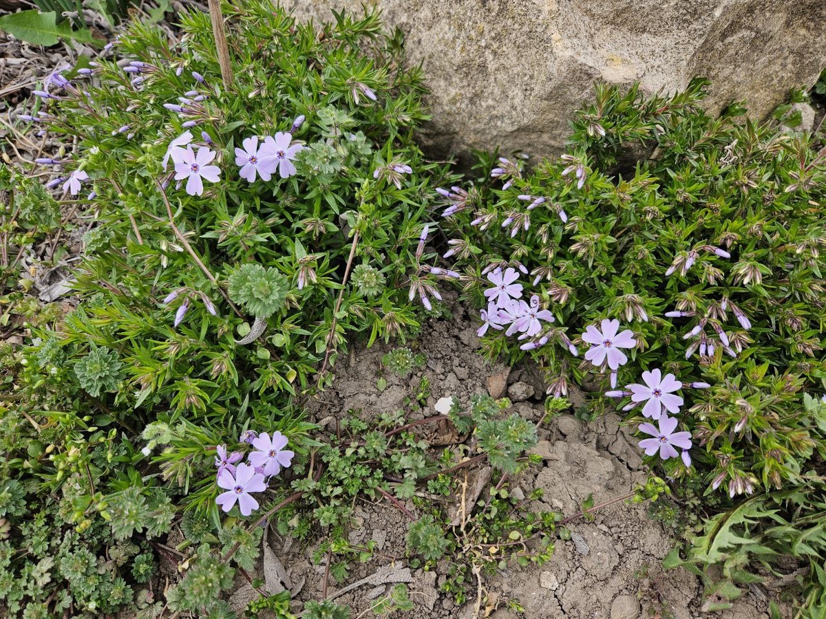 Мое растение оказалось шиловидным флоксом