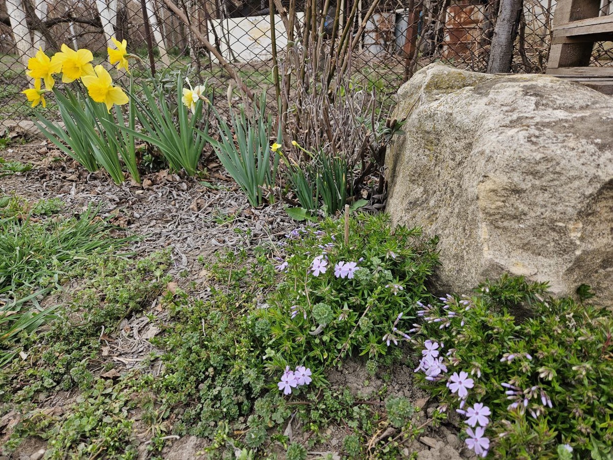 Цветник с шиловидным флоксом