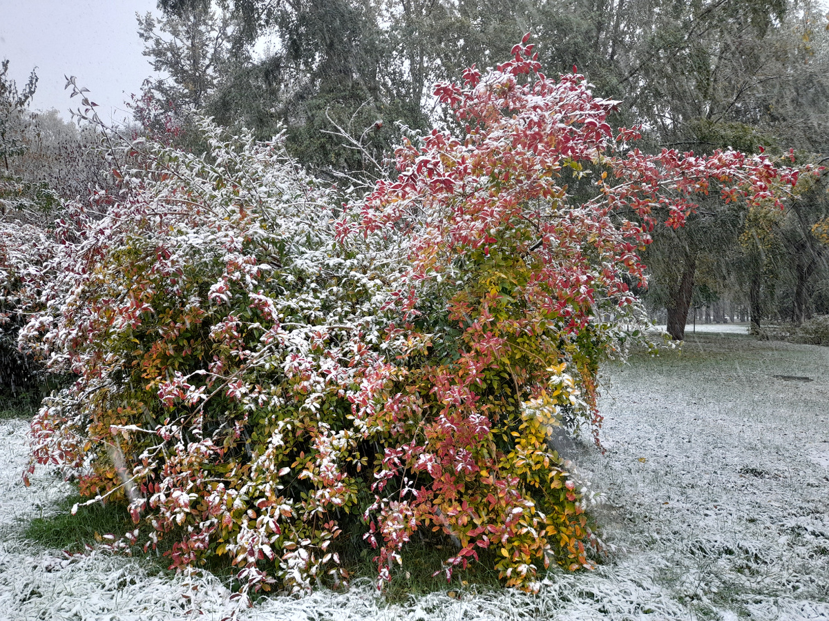 14 октября 2024 г. Москва, парк Дружбы