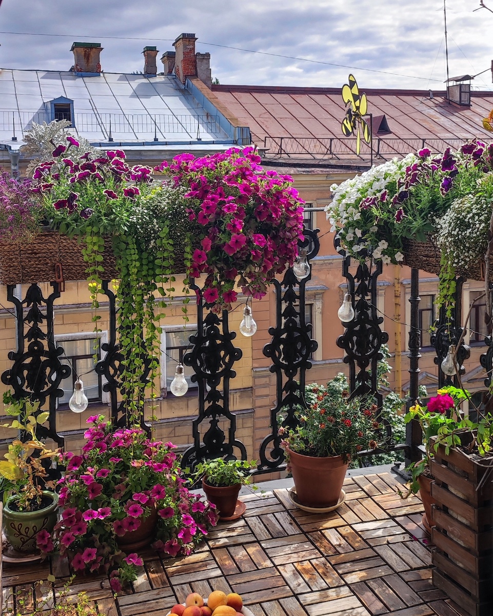 Cascadiаs Pitaya и Rim Magenta, июль 2022 г.