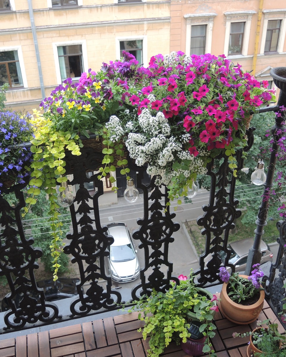 Blanket Zinfandel, июль 2019 г.