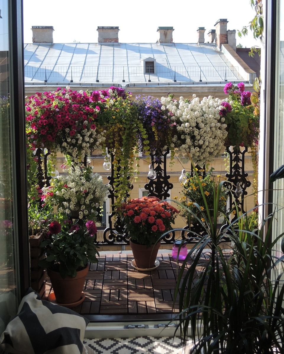 Blanket Zinfandel, начало августа 2019 г.