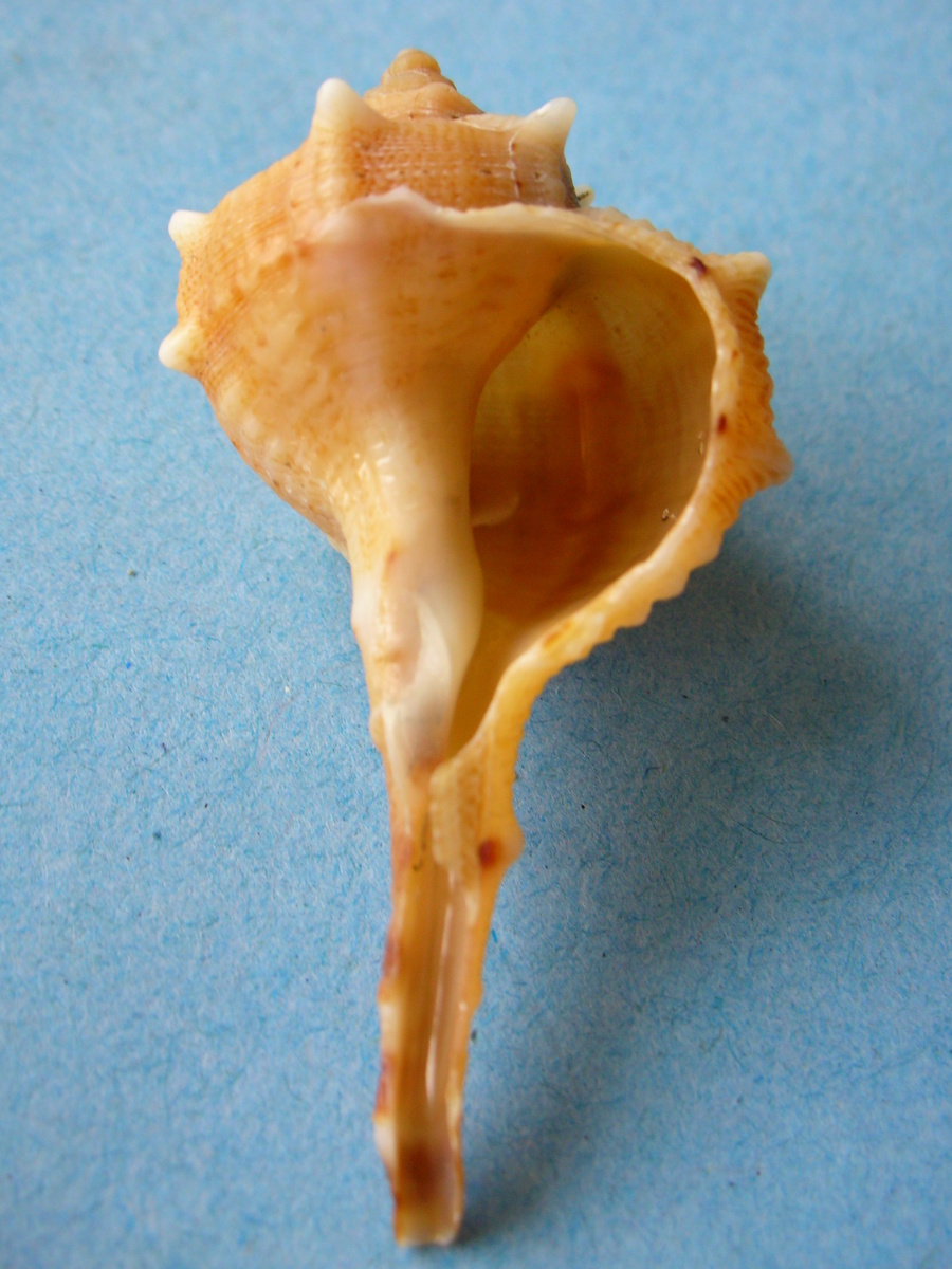 Иглянка (Bolinus brandaris).