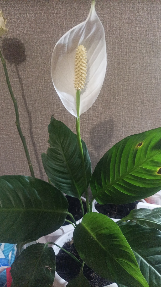 Спатифиллум