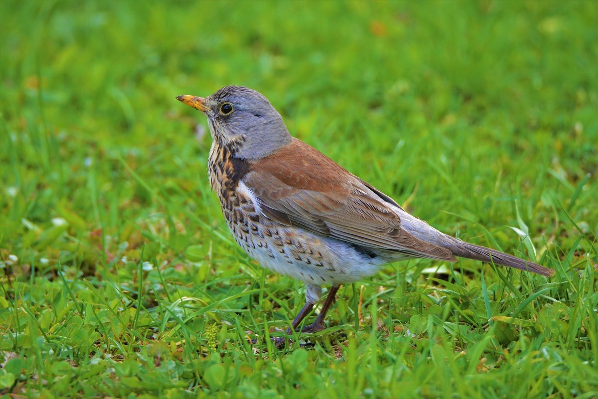 Дрозд-рябинник.