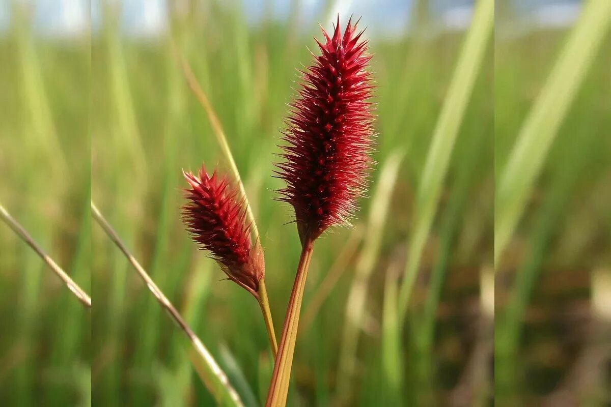 Ягодная осока прекрасно будет смотреться и в саду, и в интерьерах квартиры.
Фото: Нейросеть shedevrum.ai