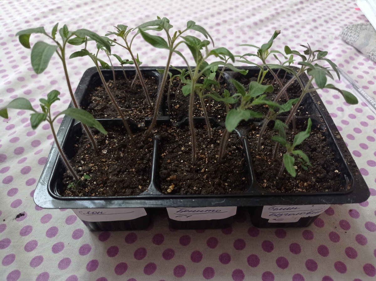 Голенастая рассада томатов