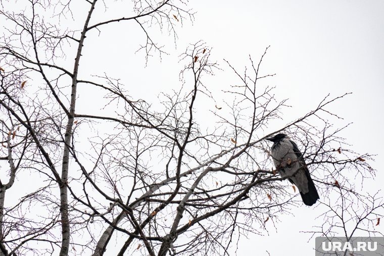 Вороны обменивались мяуканьем, вводя жителей в заблуждение, которые думали, что это кошкиФото: Руслан Яроцкий © URA.RU