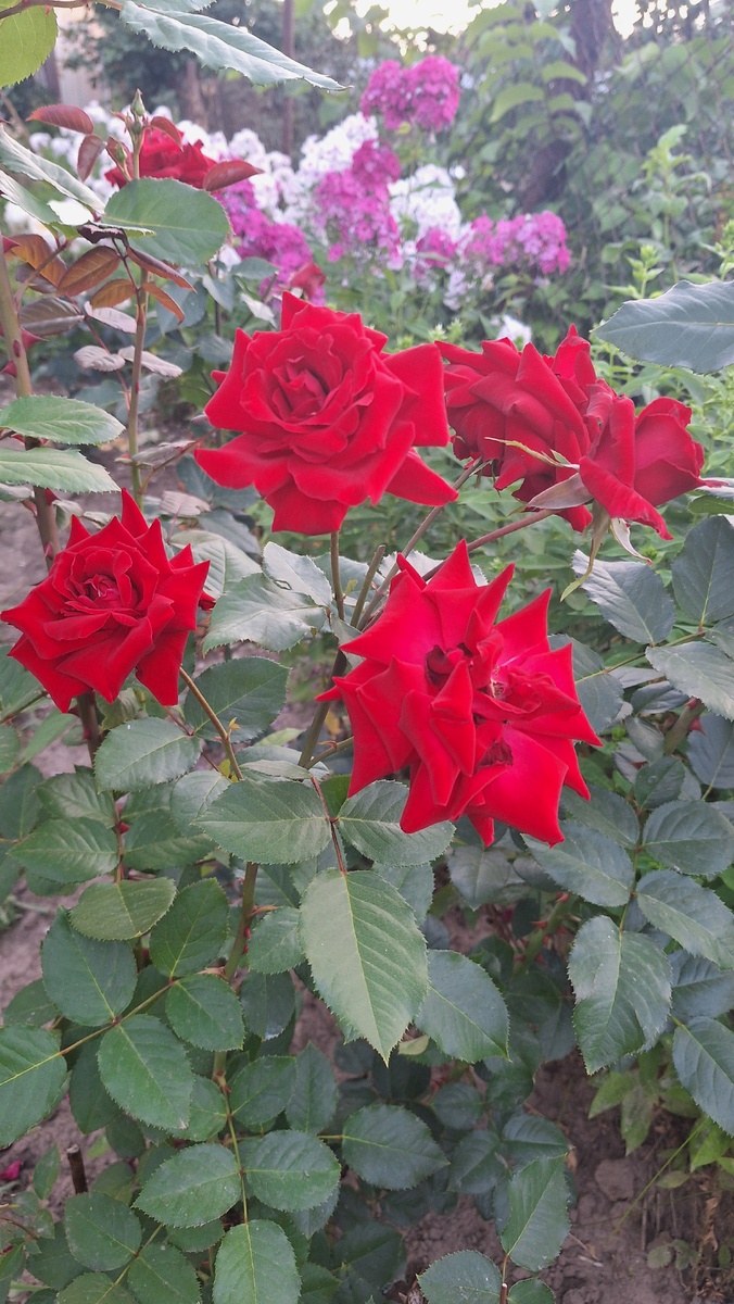 Фото автора. Оставшиеся флоксы на заднем плане