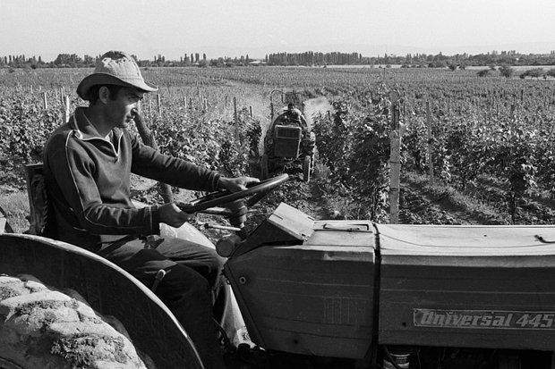    Виноградники в селе Чабукиани Лагодехского района Грузинской ССР, 12 мая 1989 года. Фото: Иосиф Давиташвили / ТАСС