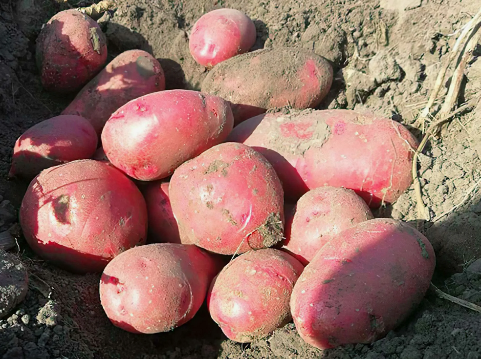 Хорошая картошка