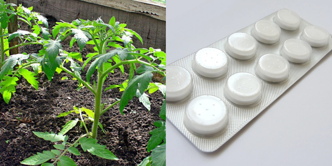 Как предотвратить вытягивание рассады с помощью регуляторов роста - янтарки