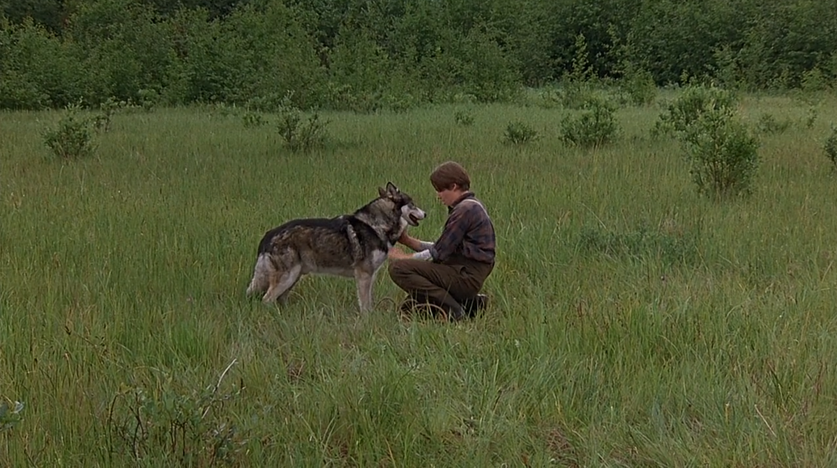 Кадр из фильма "Белый клык" 1991 г. реж. Рэндал Кляйзер