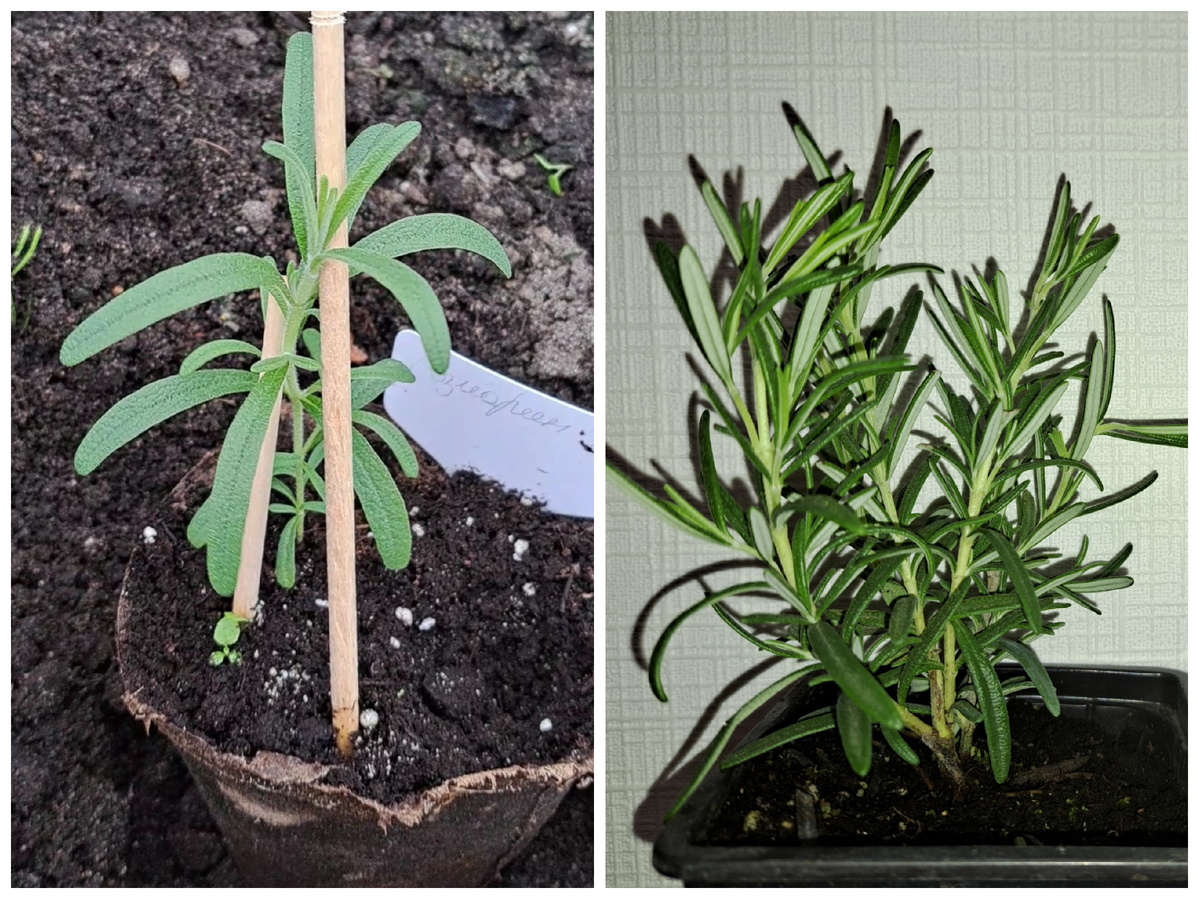 Саженцы розмарина