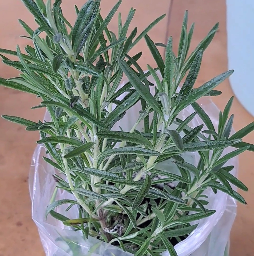 Розмарин выкапывают на зиму