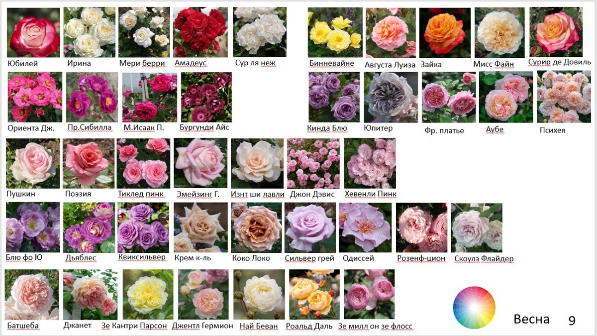 Все розы, которые я заказала на весну