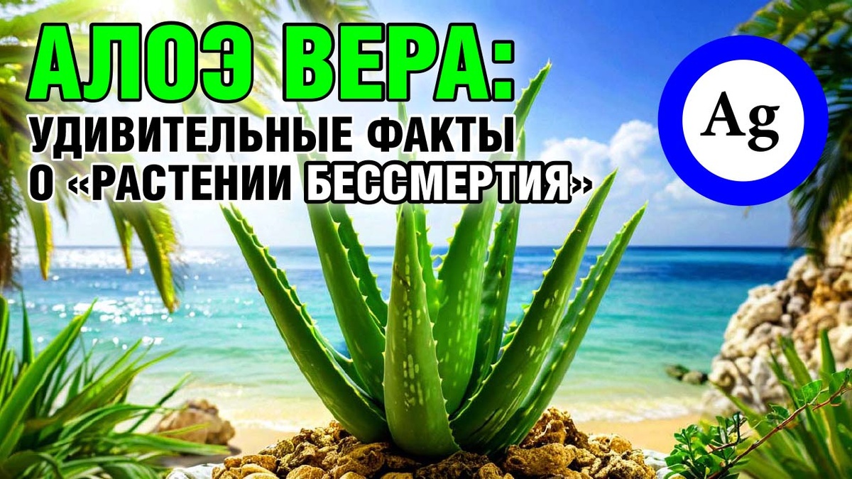 Алоэ вера: удивительные факты о «растении бессмертия»