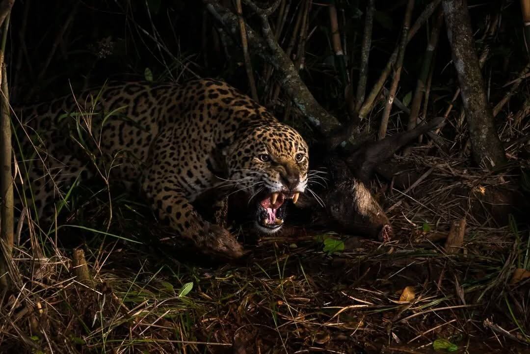      ?! 