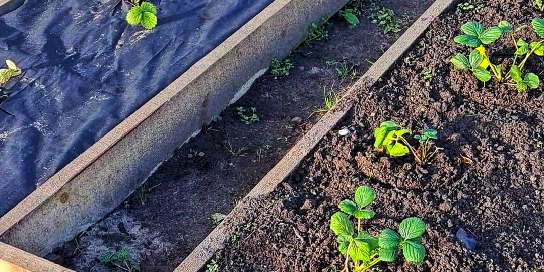 Грядки для клубники.