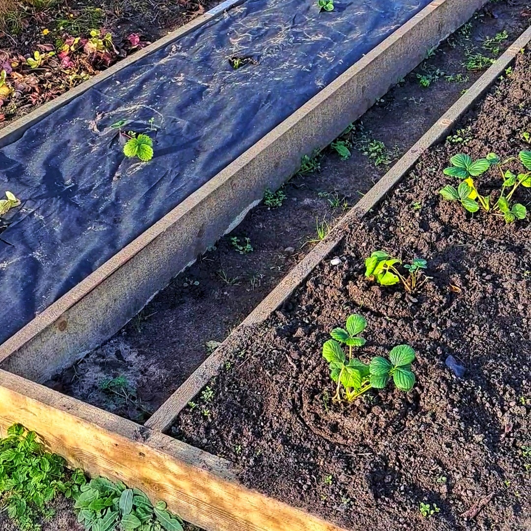 Грядки для клубники